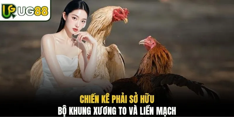 Chiến kê phải sở hữu bộ khung xương to và liền mạch