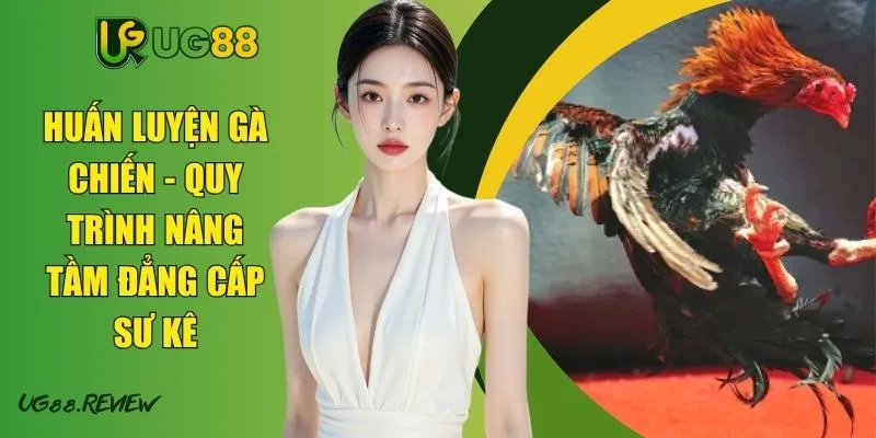 Huấn Luyện Gà Chiến - Quy Trình Nâng Tầm Đẳng Cấp Sư Kê