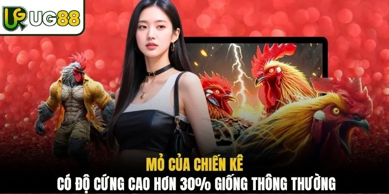 Mỏ của chiến kê có độ cứng cao hơn 30% giống thông thường