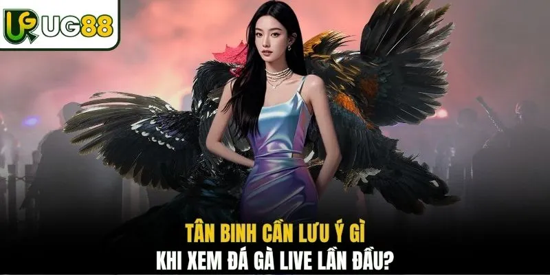 Tân binh cần lưu ý gì khi xem đá gà live lần đầu?
