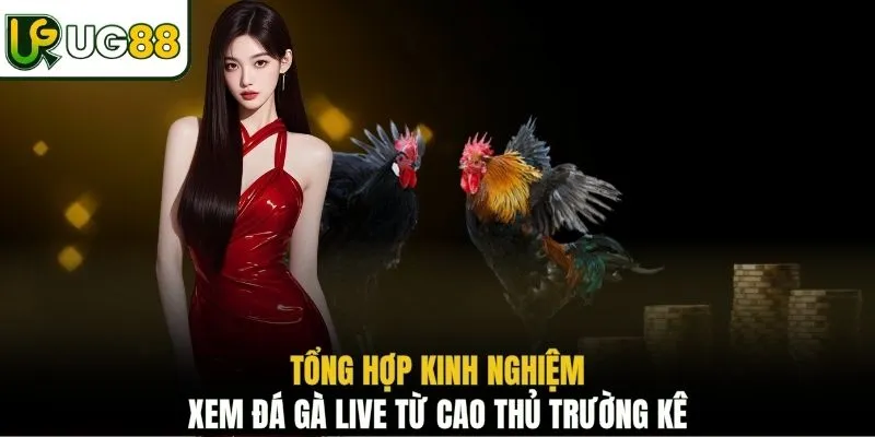 Tổng hợp kinh nghiệm xem đá gà live từ cao thủ trường kê