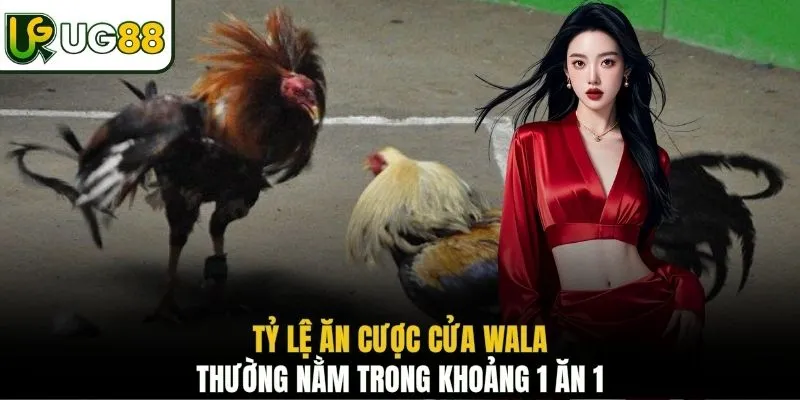 Tỷ lệ ăn cược cửa Wala thường nằm trong khoảng 1 ăn 1