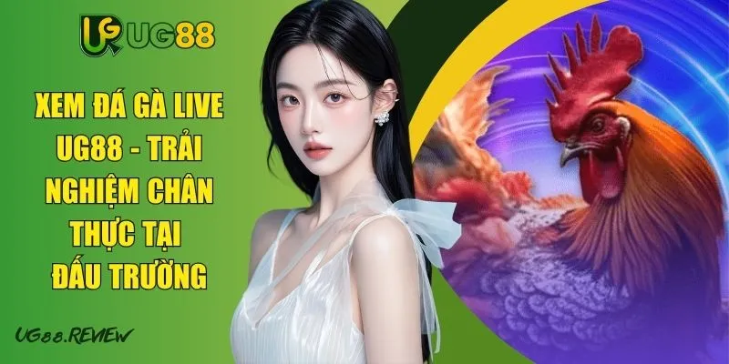 Xem Đá Gà Live UG88 - Trải Nghiệm Chân Thực Tại Đấu Trường